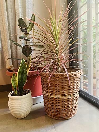 Wicker Planters for Indoor and Outdoor